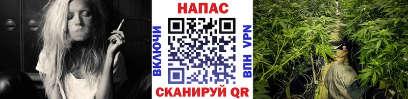 где купить наркоту  Новоалександровск  сайты даркнета телеграм  Марихуана OG Kush 